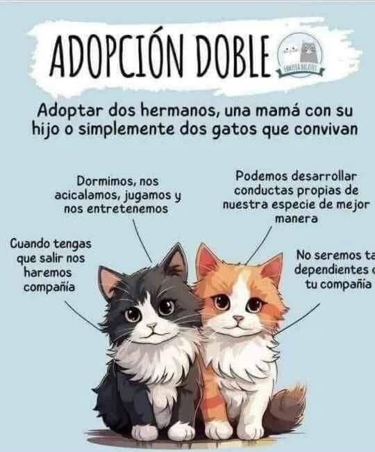 Infografía «Adopción doble»: adoptar dos hermanos, una mamá con su hijo o dos gatos que convivan. Se hacen compañía cuando sales, duermen, se acicalan y juegan juntos, desarrollan conductas propias de su especie y no dependen tanto de ti.