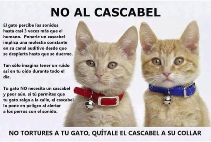 Infografía «No al cascabel»: el gato oye mucho más que nosotros y un cascabel en el collar le molesta todo el día; si sale a la calle, además, el sonido puede alertar a los perros. Quítale el cascabel a su collar.