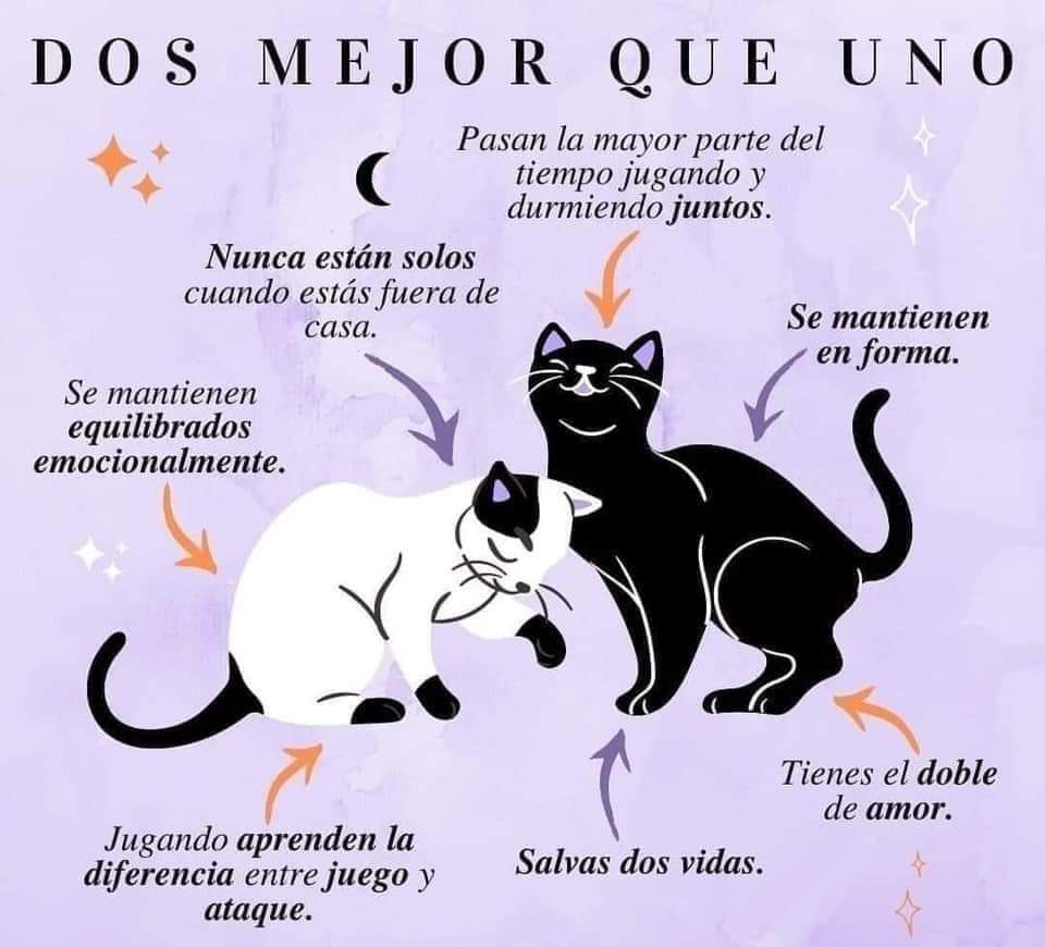 Infografía «Dos mejor que uno»: dos gatos nunca están solos cuando sales, pasan el tiempo jugando y durmiendo juntos, se mantienen en forma y equilibrados, jugando aprenden la diferencia entre juego y ataque, salvas dos vidas y tienes el doble de amor.