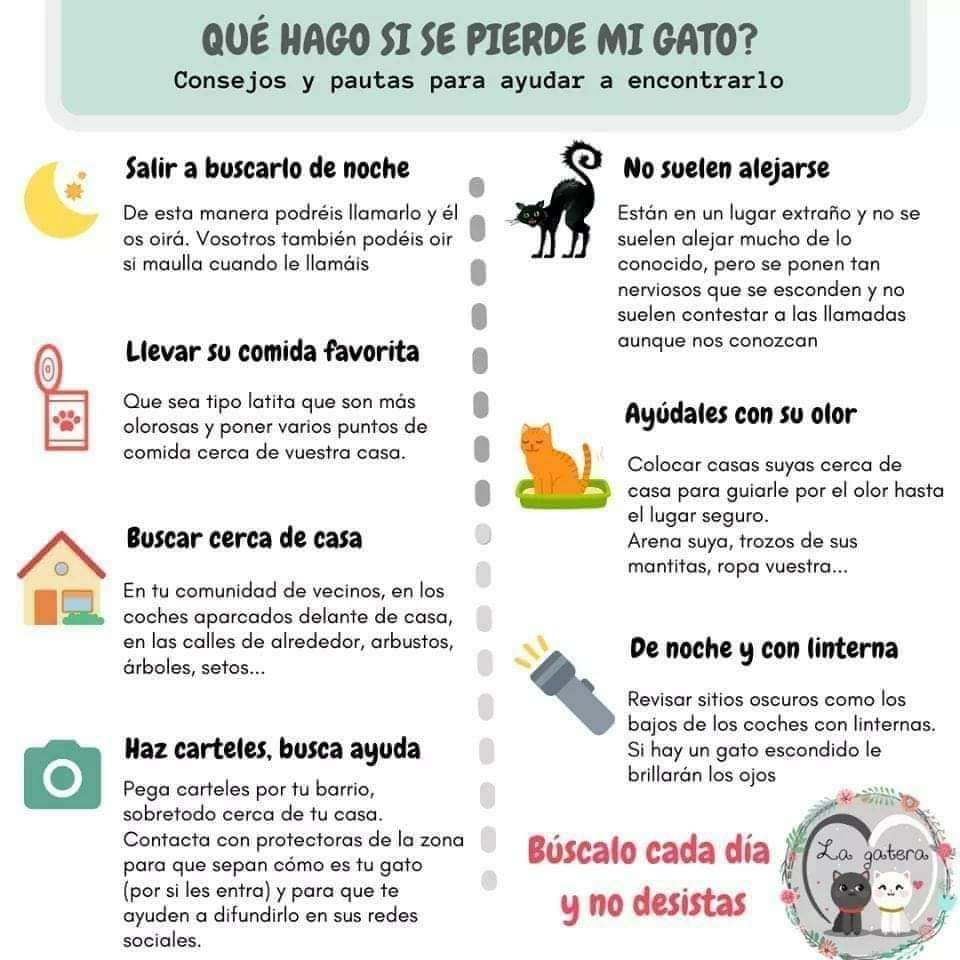 Infografía: ¿Qué hago si se pierde mi gato? Salir a buscarlo de noche y llamarlo; llevar su comida favorita, mejor de lata; buscar cerca de casa, en coches aparcados, arbustos y setos; hacer carteles y avisar a las protectoras de la zona; no suelen alejarse, se esconden; ayudarle con su olor, con su arena y sus mantas; revisar sitios oscuros de noche con linterna, porque le brillarán los ojos. Búscalo cada día y no desistas.