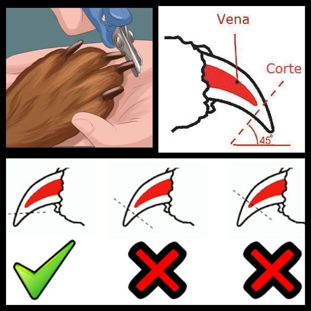 Infografía sobre cómo cortar las uñas: dibujo de la uña con la vena en rojo y la línea de corte en la punta, a unos 45 grados, lejos de la vena. Un corte en la punta es correcto; cortar demasiado cerca o sobre la vena es incorrecto.